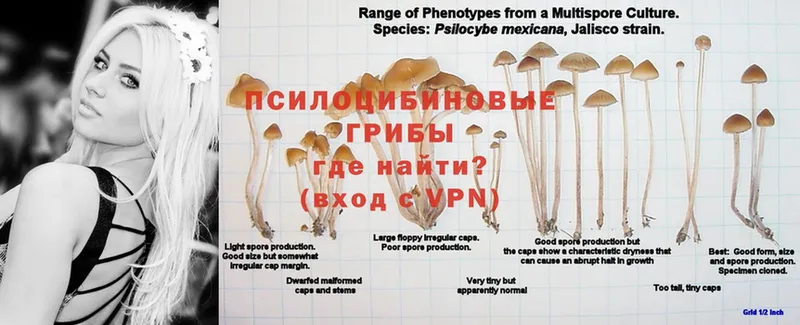 Псилоцибиновые грибы прущие грибы  Лянтор 